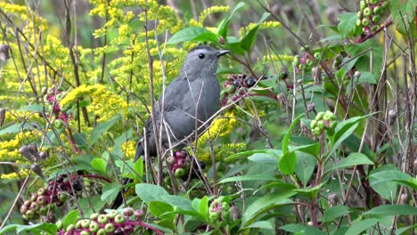 A-catbird-sitting-in-a-berry-bush-and-looking-around-for-danger
