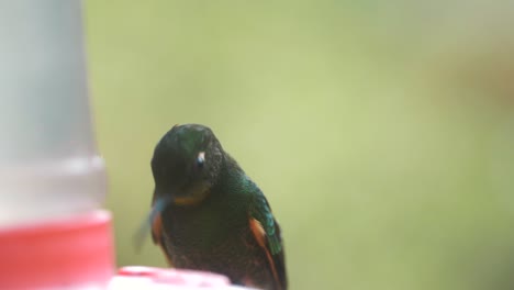 Macro,-close-up-of-a-cute-Colibri-drinking-sugar-in-slow-motion
