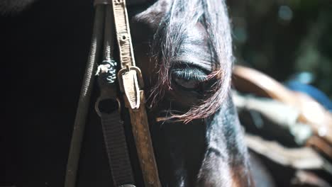 Close-up-shot-of-a-beautiful-black-horse-eye-in-nature