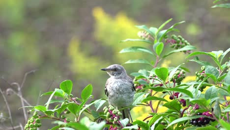 A-northern-gray-mockingbird-eating-berries-in-a-berry-bush
