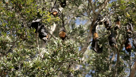 closeup-of-fruit-bat-hanging-on-the-tree