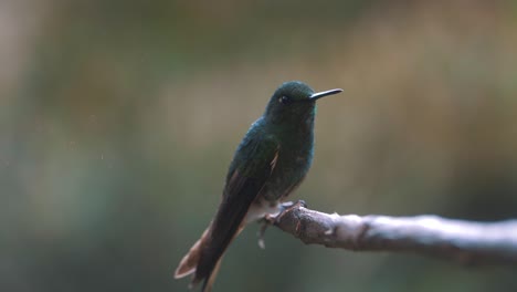 Beautiful-hummingbird-sitting-on-a-branch,-macro-close-up-shot