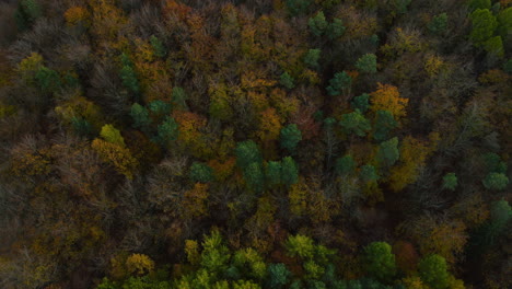 Colorful-Autumn-trees-viewed-from-drone,-slow-back-drone-movement-over-treetops-of-Witomino-forest,-Poland