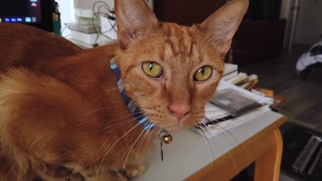 Orange-Tabby-cat-sits-guarding-a-computer-winks-at-the-camera