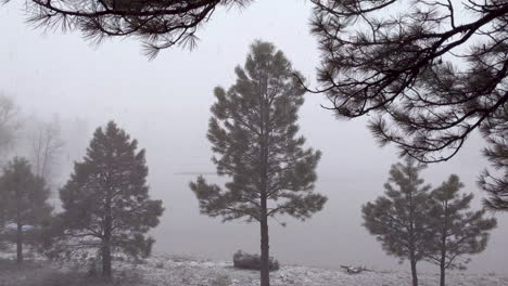árboles-De-Hoja-Perenne-En-Nevadas-Nevadas-Y-Ventosas-Junto-Al-Lago