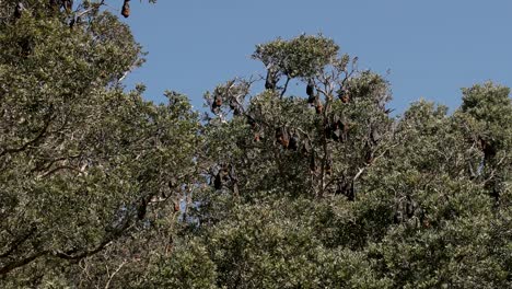 large-group-of-fruit-bats-hanging-in-a-cluster-of-trees