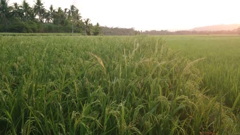 Wunderschöne-Reife-Reispflanzen-Auf-Einem-Wunderschönen-Reisfeld,-Das-Sich-In-Einer-Sanften-Sommerbrise-Wiegt