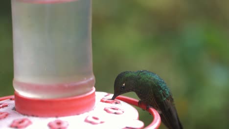 Close-up-of-a-cute-Colibri-drinking-sugar-from-a-feeder-in-slow-motion
