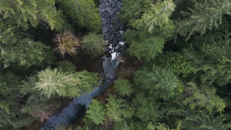 A-simple-drone-shot-looking-straight-down-on-a-small-river-deep-in-the-forest-of-the-pacific-northwest
