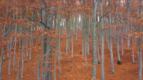 Orange-forest-in-autumn-with-tall-trees