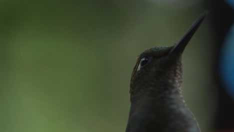 macro-close-up-shot-of-a-beautiful-hummingbird-face-drinking-nectar,-beautiful-peak-and-feathers