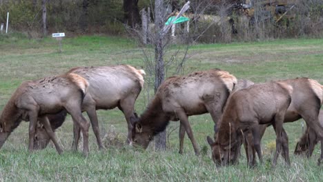 A-herd-of-cow-elk-or-wapiti-grazing-in-a-meadow-in-the-forest