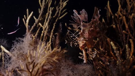 Leafy-Sea-Dragons-Phycodurus-eques-feeding-at-night-with-eggs-4k-25fps-slow-motion