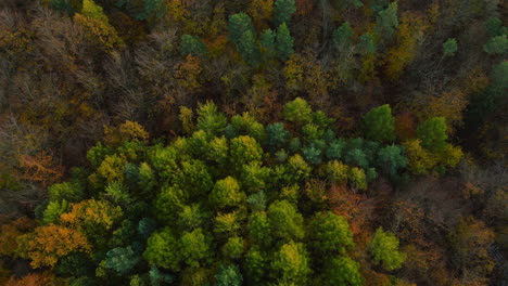 Looking-Down-On-Forest-Of-Breathtaking-Autumn-Colors-In-Witomino,-Gdynia-Poland,-Aerial-Drone-Shot