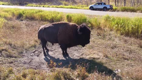 2-4-gimbal-hold-of-male-feral-water-buffalo-at-forest-roadside-park-with-white-pickup-truck-and-bison-preparing-to-enjoy-the-cool-refresh-bath-in-the-natural-sandy-dirt-on-a-hot-summer-afternoon