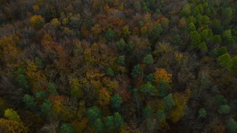 Luftdrohnenflug-über-Dunklem-Herbstwald-Mit-Grünen-Und-Orangefarbenen-Herbstfarben