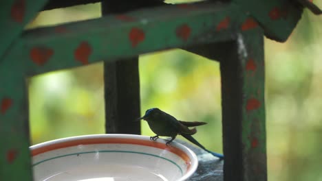 Hummingbird-feeding-off-sugar-water-on-a-plate-shot-in-South-America