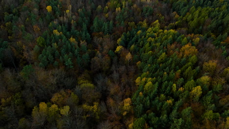 Malerischer-Waldpark-In-Abgelegenem-Wildnisgebiet-Mit-Farbenfroher-Landschaft-Bei-Witomino-In-Gdynia-Polen-Im-Herbst,-Luftaufnahme