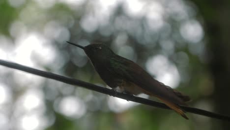 Close-up-of-a-hummingbird-sitting-on-a-branch-on-top-of-a-tree