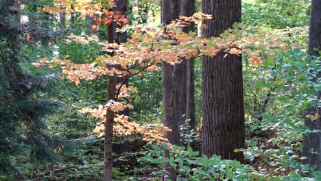 Ein-Zweig-Farbiger-Herbstblätter-Im-Wald