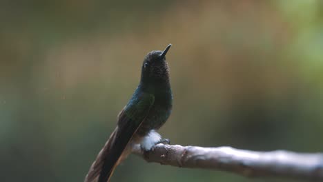 macro-shot-of-a-hummingbird-sitting-on-a-branch-in-Cocora-Valley,-Colombia