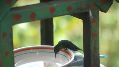 beautiful-long-tailed-Hummingbird-feeding-from-a-plate-with-sugar-water