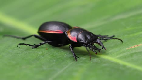 Escarabajo-De-Tierra-Grande,-Mouhota-Batesi