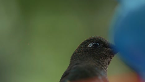 Macro-close-up-shot-of-a-cute-hummingbird-face,-big-eyes-and-beautiful-feathers
