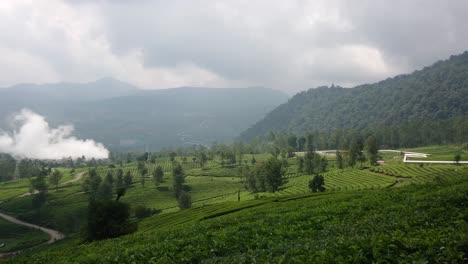 Schöne-Landschaft-An-Der-Teeplantage
