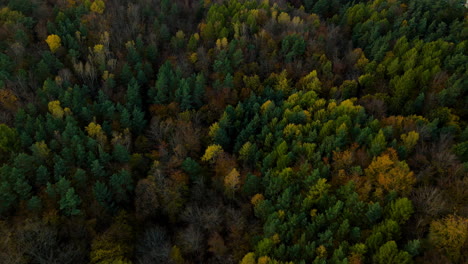 Drone-slowly-flying-over-colorful-Witomino-forest-in-Late-Autumn-evening-time