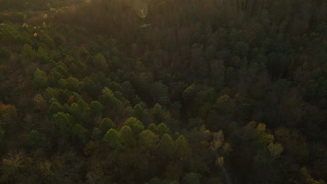Beautiful-And-Thicket-Lush-Forest-Of-Witomino-In-Gydnia-Poland---Aerial-Shot