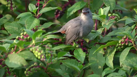 A-catbird-sitting-in-a-berry-bush-and-eating-berries