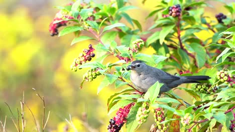 A-catbird-sitting-in-a-berry-bush-and-eating-berries-before-flying-away