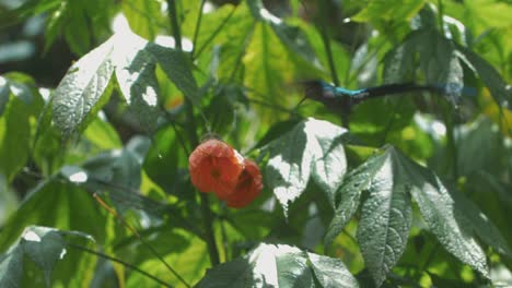 Schöner-Blauer-Kolibri,-Der-Sich-Von-Einer-Roten-Rose-Ernährt,-Aufnahme-In-Zeitlupe,-Cocora-Tal,-Kolumbien