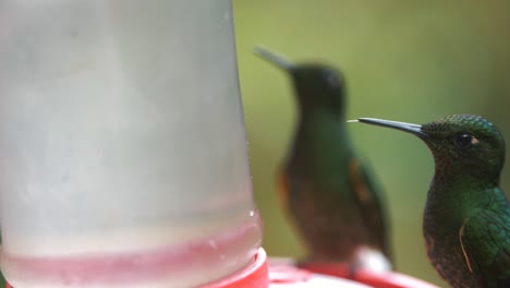 close-up-of-two-hummingbird-drinking-sugar-from-a-feeder-in-South-America