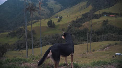 Landscape-view-of-a-dog-looking-in-Cocora-Valley,-Colombia,-South-America