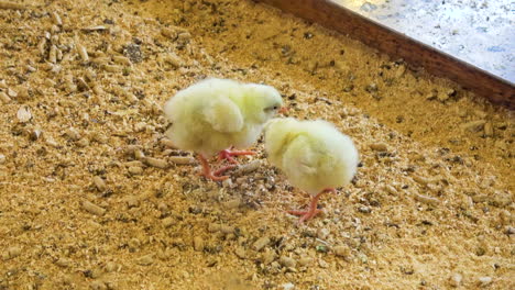 Two-baby-chicks-peck-ground-each-other,-one-chick-poops-and-other-inspects----4K