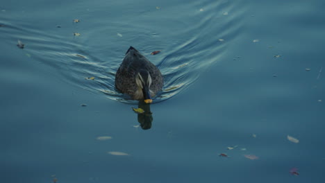 Beautiful-Eastern-Spot-billed-Duck-moving-in-calm-water--slow-motion