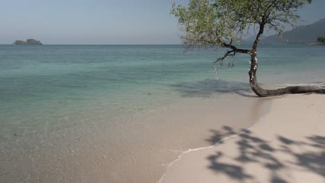 tropical-beach-with-small-tree,-turquoise-water-and-white-sand,-tilt-up