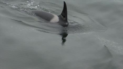 Orca-or-killer-whale-in-the-search-of-food-in-Alaska