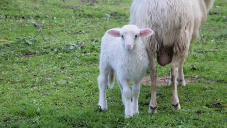 Slow-motion-shot-of-cute-white-lamb-with-pink-ears-standing-next-to-mother-sheep-and-looking-into-camera-in-Sardinia,-Italy