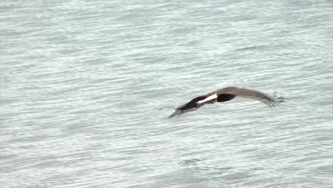Mutiger-Adler,-Der-Sehr-Nahe-An-Der-Wasserlinie-In-Alaska-Fliegt