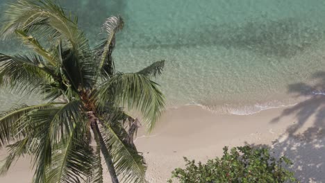 Aerial-birds-eye-view-palm-tree-beach-calm-ocean-laps-on-shore