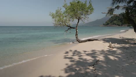 Tropischer-Strand-Mit-Exotischem-Baum,-Türkisfarbenem-Wasser-Und-Weißem-Sand,-Rückwärts-Dolly