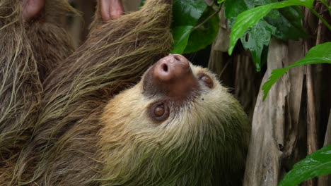 Detail-shot-of-the-face-of-a-sloth-,-resting-on-a-rope,-upside-down