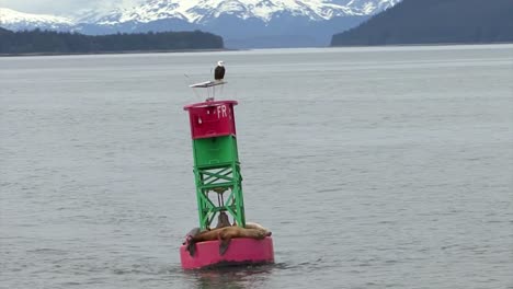 Audaz-águila-Y-Leones-Marinos-Descansando-En-La-Misma-Boya-De-Navegación-En-Alaska