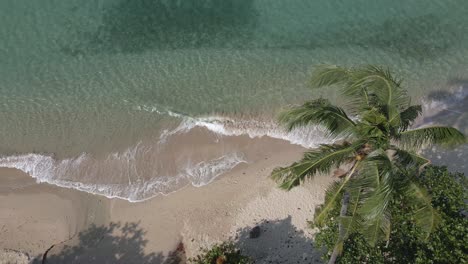 Aerial-birds-eye-view-palm-tree-beach-calm-ocean-laps-on-shore
