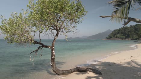 Dolly-Shot-Tropischer-Strand-Mit-Exotischen-Bäumen,-Türkisfarbenem-Wasser-Und-Weißem-Sand