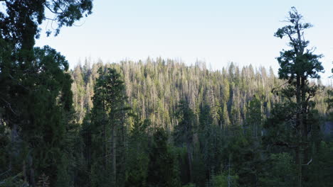 Aerial-forward-tilt-up-over-tall-trees-in-Sequoia-National-Forest,-California