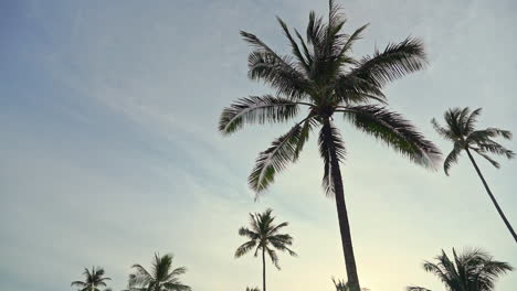 Coconut-Tree-and-Summer-Sky-on-Sunset,-Low-Angle-View